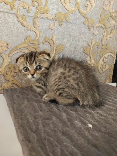 Мраморные шотландские котята в фото 13