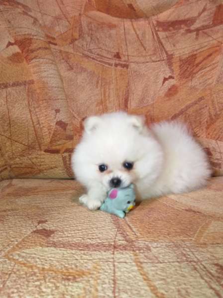 Шикарные щенки померанского шпица из питомника - медвежий ти в фото 4