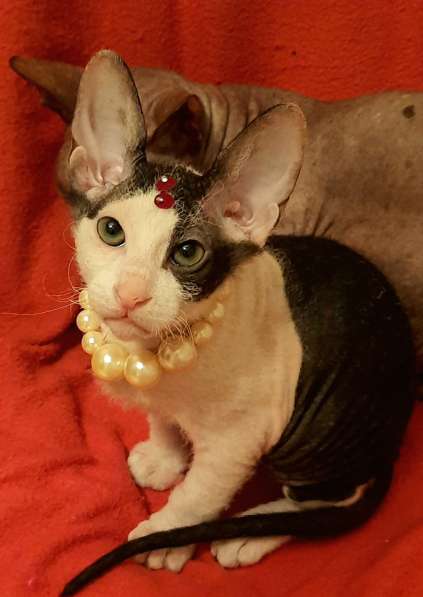 Донской сфинкс, мальчик