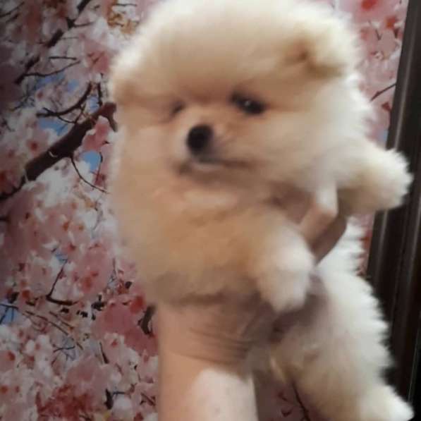 Шпицемишки в Екатеринбурге фото 5