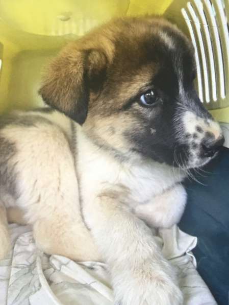 Маленькая Мотя ищет дом в Домодедове