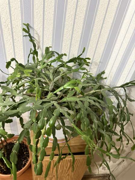 Цветы Декабристь в Москве