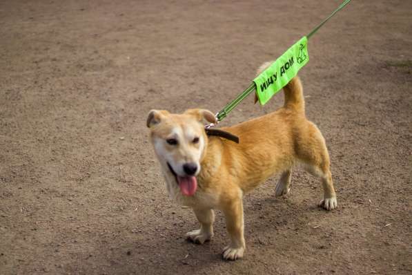 Собачка размером с корги ищет дом
