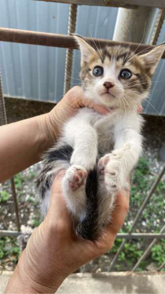 Котята в добрые руки в Грозном фото 3