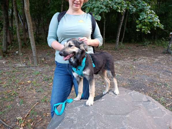 Хорошенький щенок с пушистыми ушками в Санкт-Петербурге фото 8