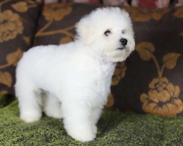 Bichon Frize. Boy в 