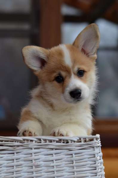 Шикарные щенки корги