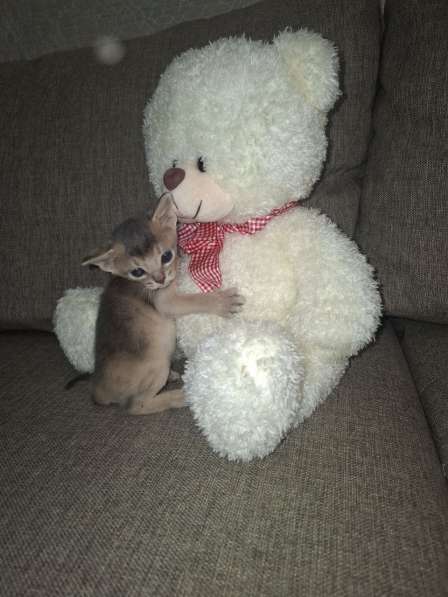 Абиссинские котята в Сочи фото 6