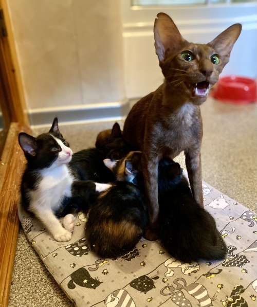 Котята ориентальной кошки в Самаре фото 7