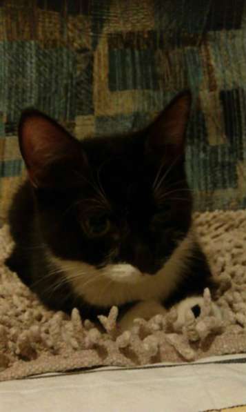 Отдам даром Маленький подкидыш в Санкт-Петербурге фото 3