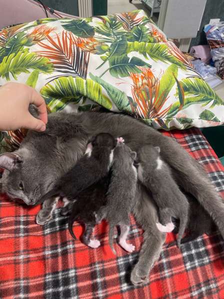 Отдам бесплатно котенка