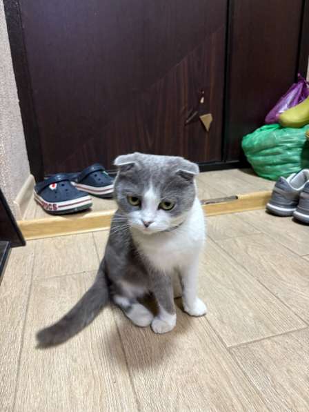 Молодая кошечка