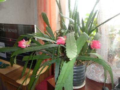 кактус эпифиллум в Томске