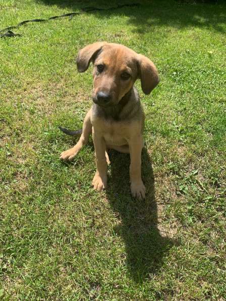 Ласковые бархатные щеночки в Санкт-Петербурге фото 7