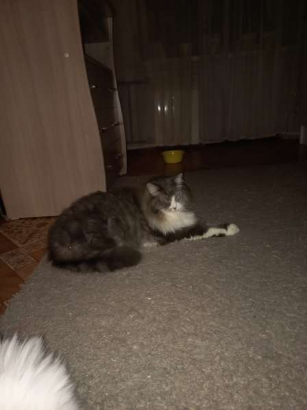 Кот сибиряк,4 года в Новосибирске фото 71