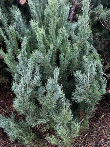 Новогодние ёлки (оптом) в Ульяновске фото 3