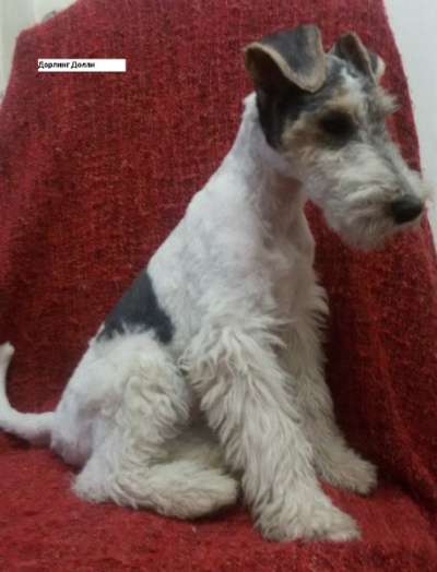 Щенки жесткошерстного фокстерьера в Краснодаре фото 5