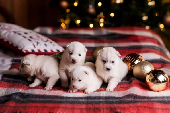 Открыта бронь на щенков хаски в Москве фото 12