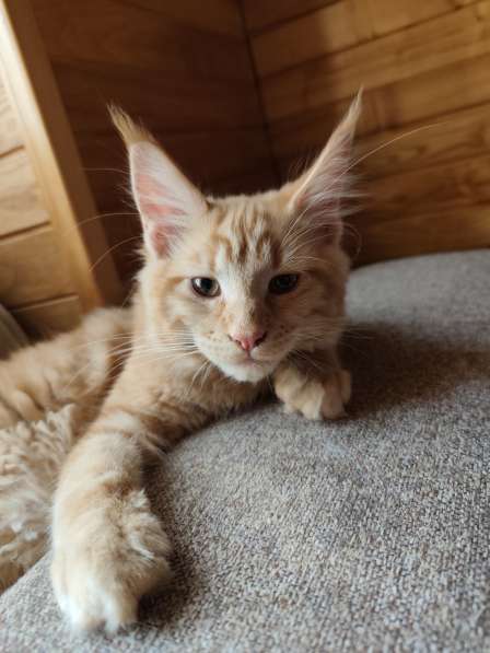 Котята в фото 3