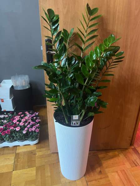 Замиокулькас большой пересаженный