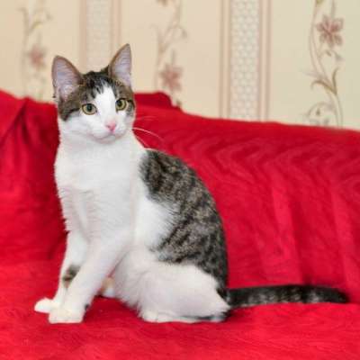 Отдам даром Зеленоглазый чудо-котенок Масик в дар