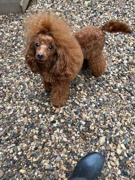 Той пудель в Москве фото 3