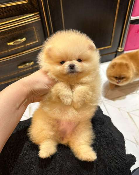 Pomeranski Mini Shpic Pomeranian Spitz Померанские Мини шпиц в фото 33