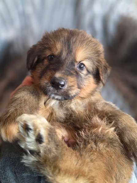 Щенки от мамы-овчарки в дар в Москве фото 9