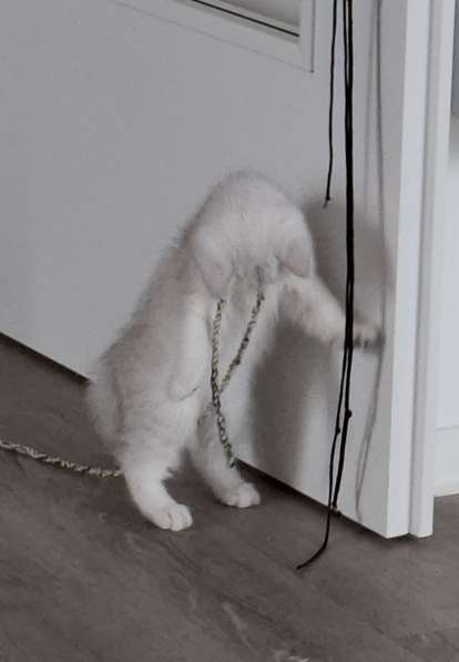 Британские котята в фото 14