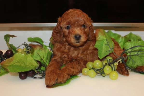 Щенки красного той-пуделя в Москве фото 3