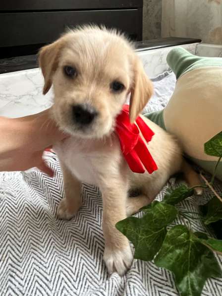 Щенки эстонской гончей в Краснодаре фото 8