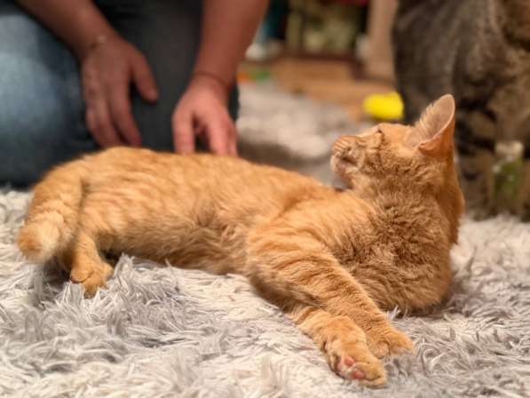 Хороший ласковый котёнок-рыжик в Санкт-Петербурге фото 15
