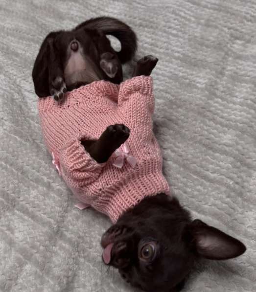 Малышка тип Кобби в 