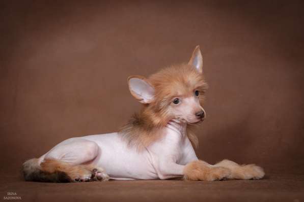 Голый мальчик Китайской хохлатой собаки в Москве фото 3