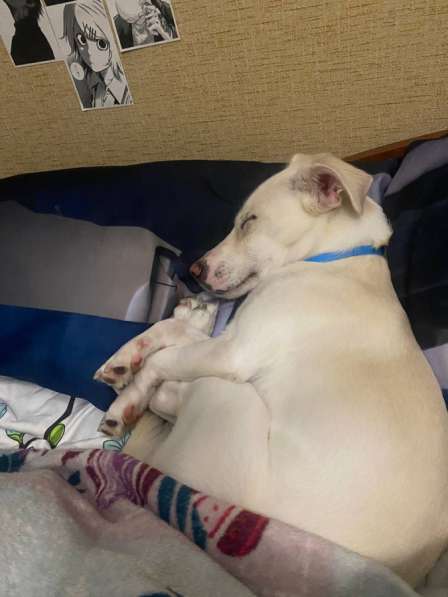 Щенок в дар в Колпино