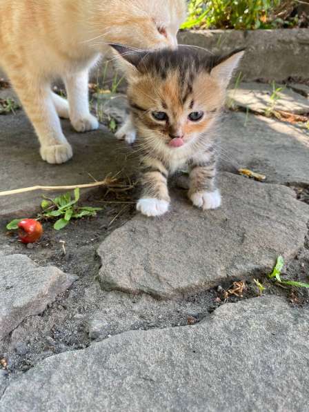 Отдам котят в хорошие руки! в 