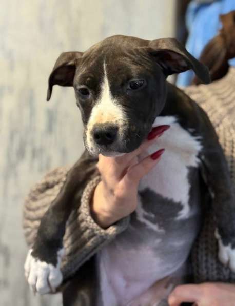 Голубая девочка Амстаффтерьера в Москве фото 3