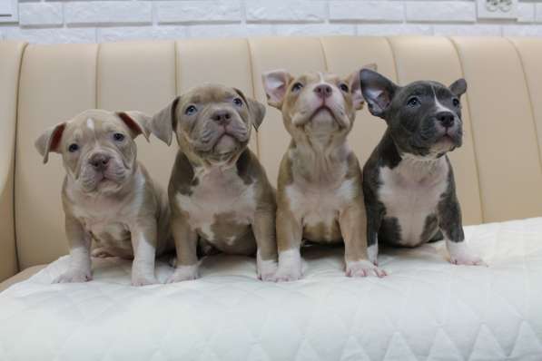 Шикарные щенки Американ Булли покет в фото 9