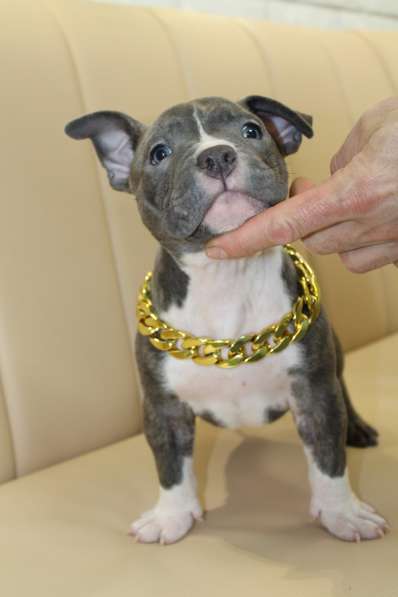 Шикарные щенки Американ Булли покет в фото 11