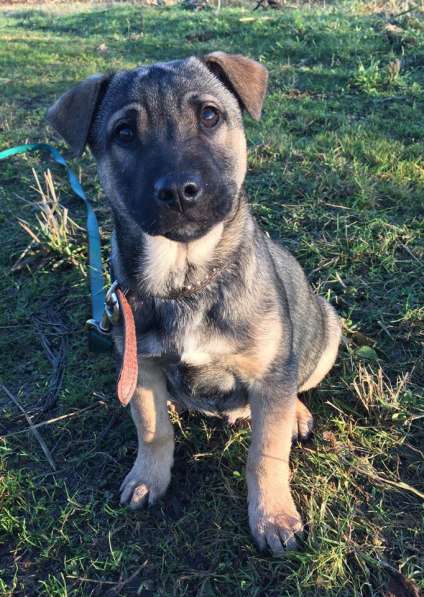 щенки в Москве фото 3