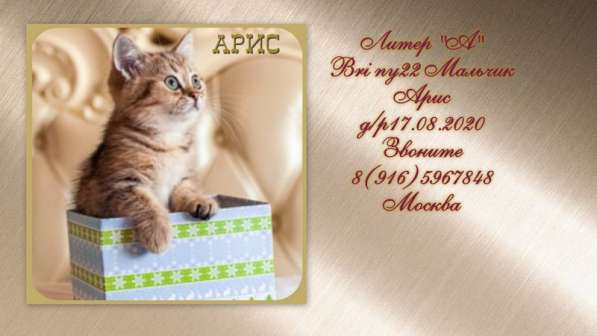 Мраморные котята 3 мес в Москве фото 10