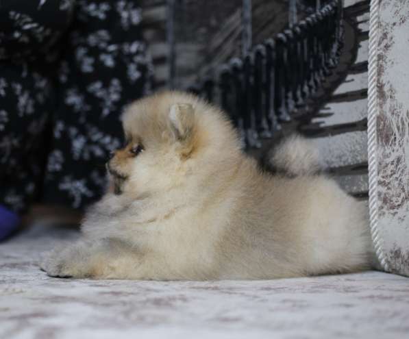 Щенки померанского шпица в Ярославле фото 12