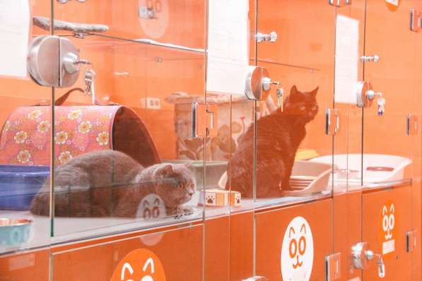 Передержка для кошек в Люберцы фото 13