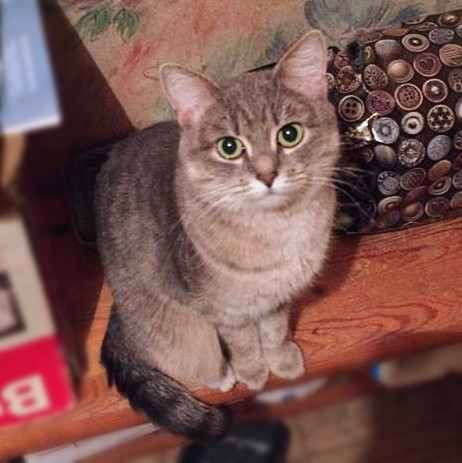 Кошка Валькирия ищет дом