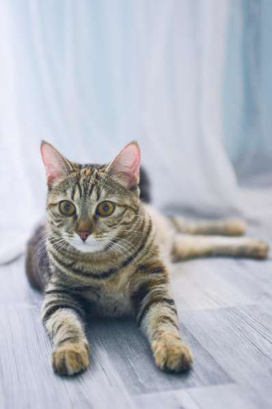 Кошка в добрые руки в Москве фото 4