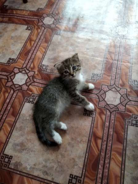 Шотландская вислоухая в Челябинске фото 6