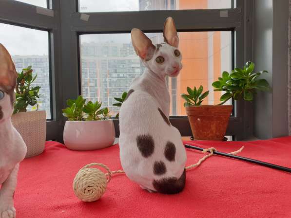 Cornish Rex kittens в Санкт-Петербурге