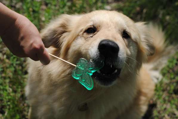 Песик Потап - рыже-кремовая муфта для сердца! в Москве фото 13