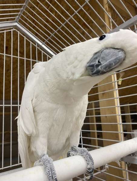 Cockatoo Parrot в 