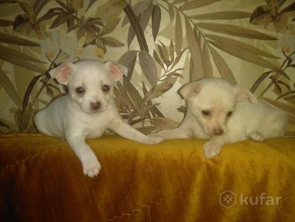 Щенки чихуахуа в фото 3
